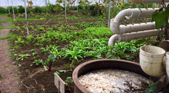 Debunking Shanghai: Food Safety, Agriculture & Organic Eco-Farming by Shirley Ariza and Aleksandra Lekowska